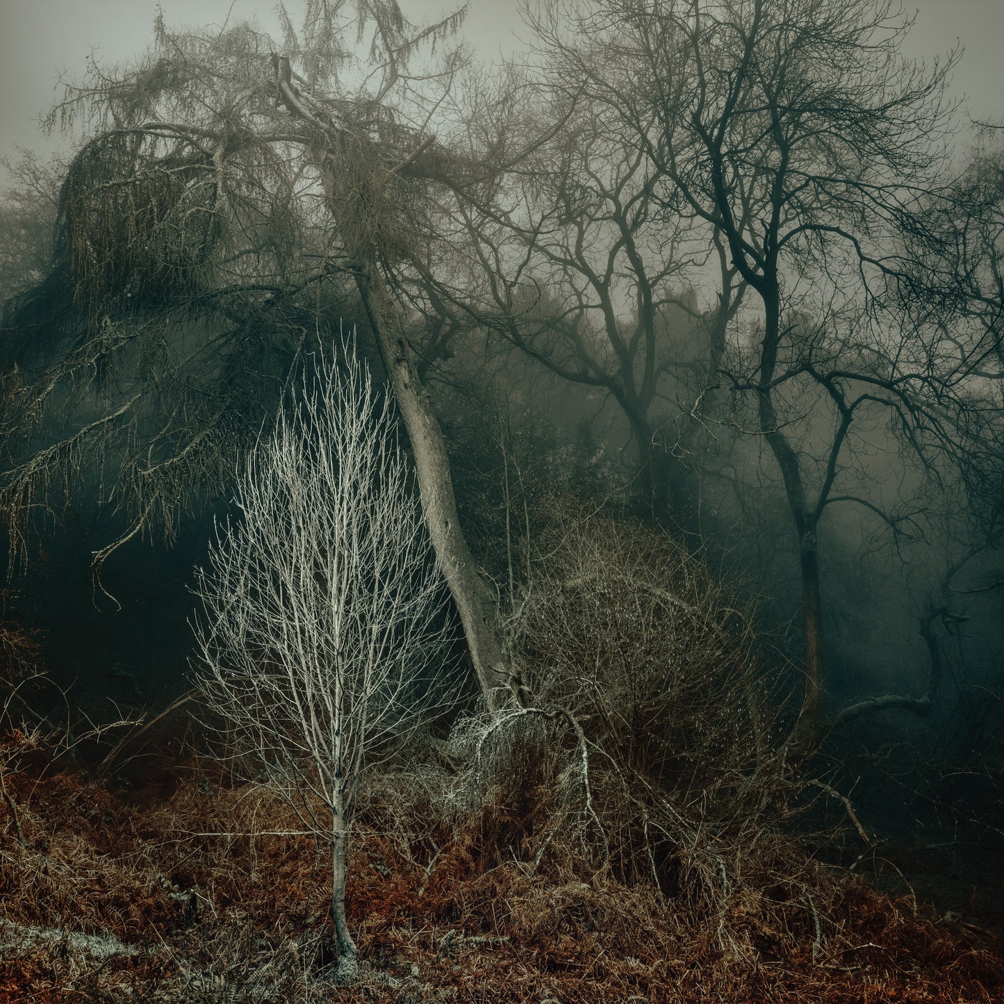 LOST WOOD - A1