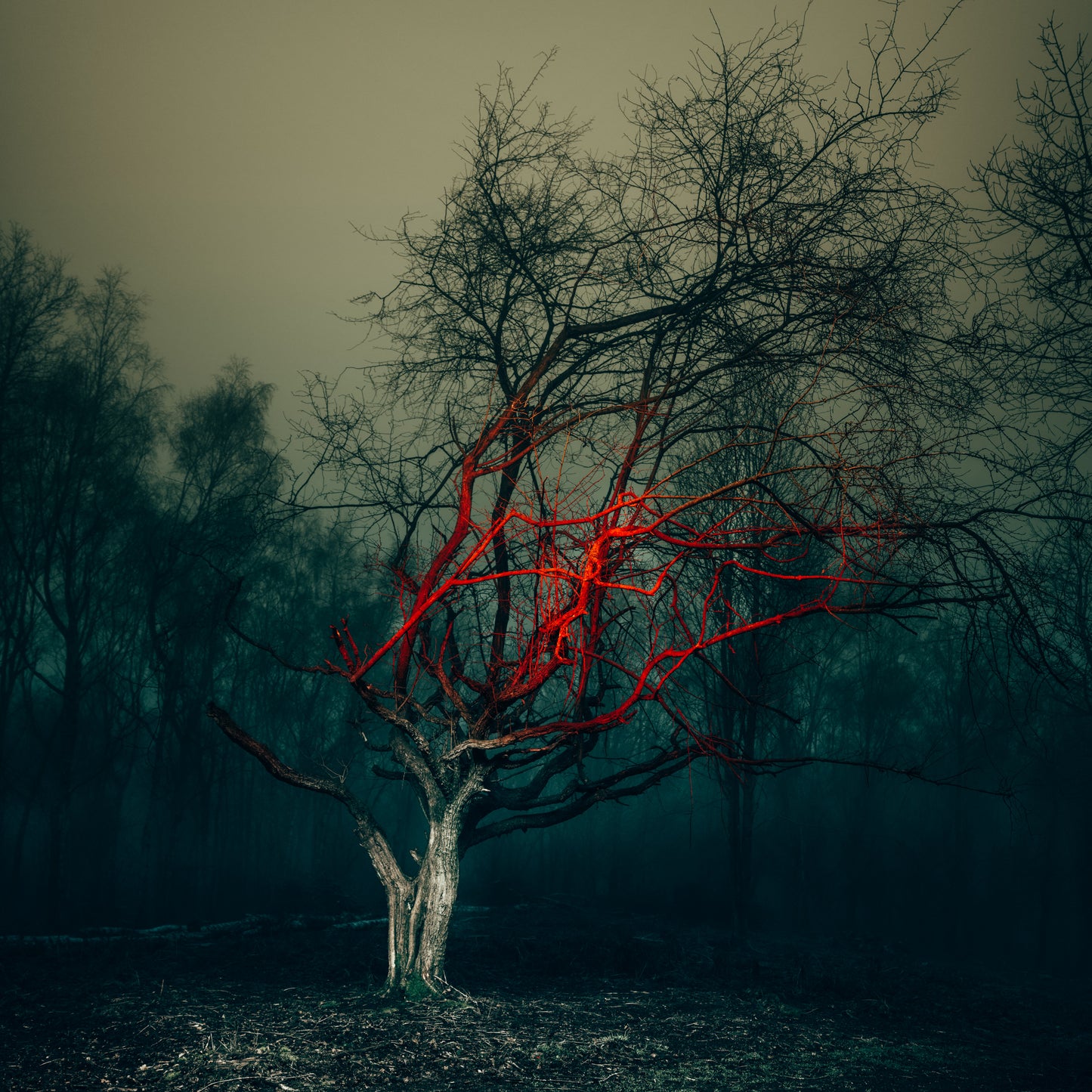 FIRE TREE - A0