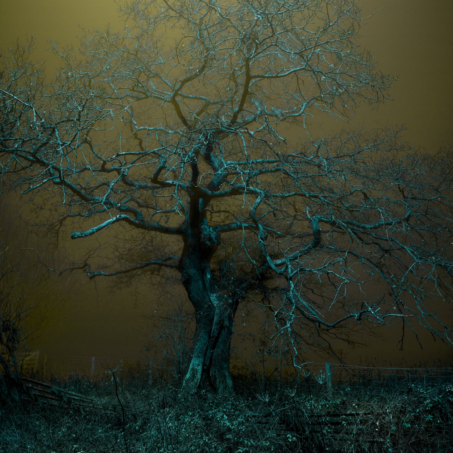 SILK TREE - A0